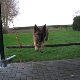 Hondenfoto van Yvonne - Brisca & Tarek