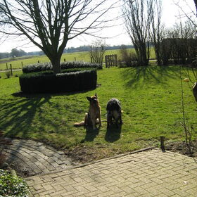 Hondenfoto van Yvonne - Brisca & Tarek