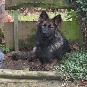 Hondenfoto van Yvonne - Brisca & Tarek