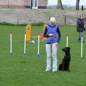 Hondenfoto van Eef en Tjibbe