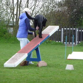 Hondenfoto van Eef en Tjibbe