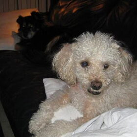 Onze Teddy, 7 a 8 jaar