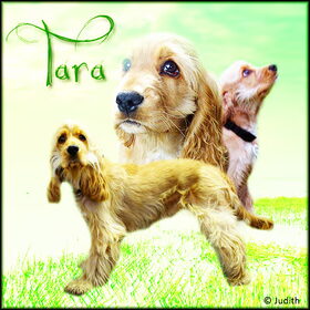 Hondenfoto van Bianca & Tara