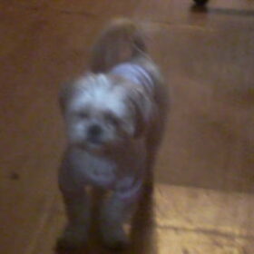 Loekie