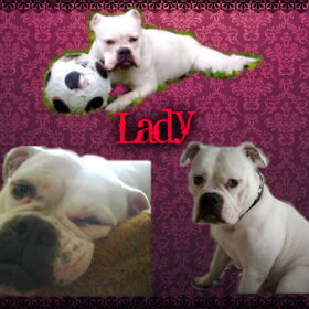 Hondenfoto van Melissa---Rocco&Lady