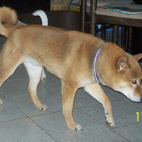 Dit is Buddy, een Shiba Inu. Een geweldig eigenzinnig ras maar…