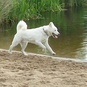 Dit is Anak, een witte husky. 4 jaar geleden als pup van 6…