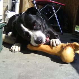 Hondenfoto van Melissa---Rocco&Lady