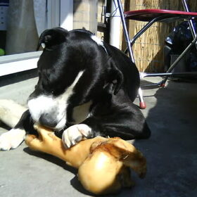 Hondenfoto van Melissa---Rocco&Lady