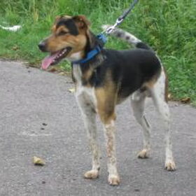 ik ben verliefd op dit asielhondje