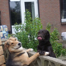 Hondenfoto van Angelique & Doenja