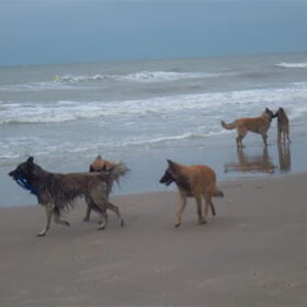 tervueren invasie op het strand van Middelkerke aan de belgische…