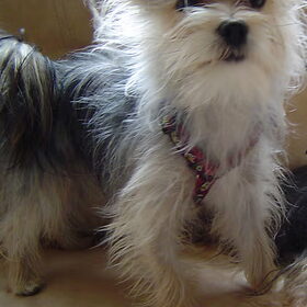 Mijn gekke hondje toen ze 1 jaar oud was