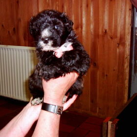 Boef als pup (onze 2e hond). Is helaas niet oud geworden door…