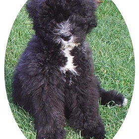 Wisky als pup (3e hond). Is helaas ook niet oud geworden, ook…