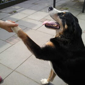 Bobby 11 jaar oud. Onze heerlijk zeehond