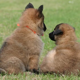 mijmerende tervuerenpups