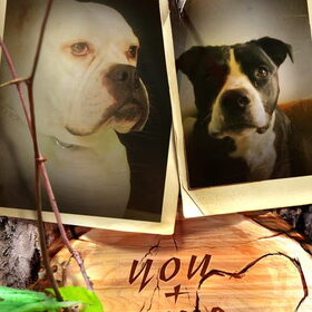 Voor Melissa. Lady & Rocco.