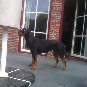 Hondenfoto van Sanne & Rottweiler Bo