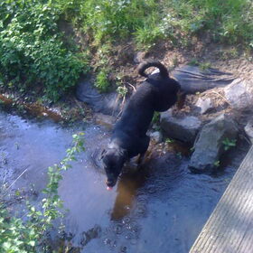 Hondenfoto van Sanne & Rottweiler Bo