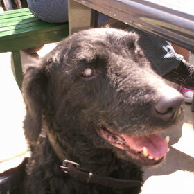 Daisy, als pup kende ik je, pup van kim, nu 12 jaar en bijna…
