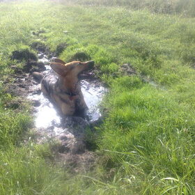 Moppie lekker in de modder in Polen