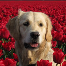 de tulpen zijn er weer...