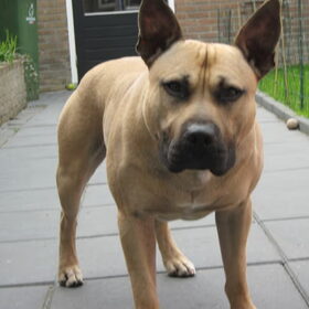 Tyson