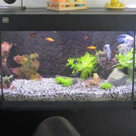 Hondenfoto van liesbeth,Turbo,Luna, Levi en Faith