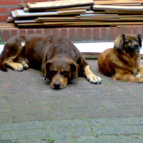 Hondenfoto van Nadieh, Nala(R.I.P) en Rocco