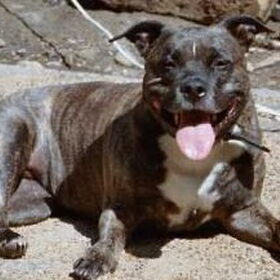 JADZIA: mijn eerste Amstaff, een hond uit 1000. 11,5 jaar is zij…