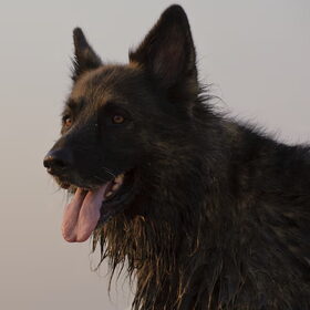 Hondenfoto van De Mecheltjes clan