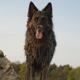Hondenfoto van De Mecheltjes clan