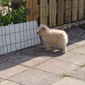 ik mag niet in de tuin van de buurman..