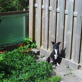 Bobby in de tuin