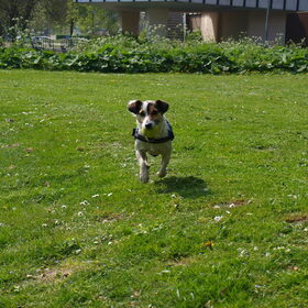 Speedy Melo.