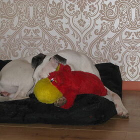 lekker slapen met me knuffel