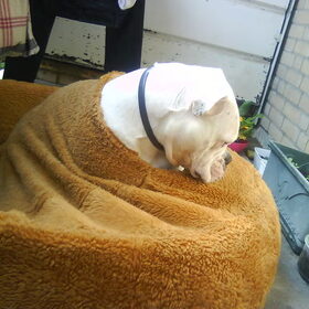 Hondenfoto van Melissa---Rocco&Lady