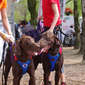 Hondenfoto van Shamilla & Zena