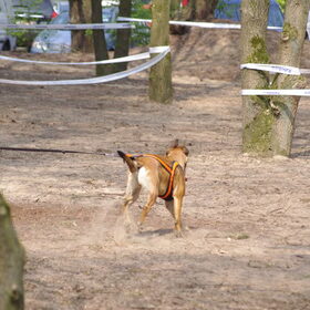 Hondenfoto van Shamilla & Zena
