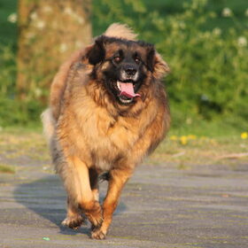 Hondenfoto van team Shadow