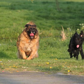 Hondenfoto van team Shadow