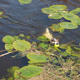Een klein koppie boven water.