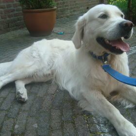 Hondenfoto van Lotte&Guus de Golden*