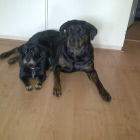 Joy en Chicky, echte vriendinnetjes; 24-04-11
