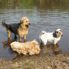 heerlijk met dit hete weer ff verkoeling opzoeken in het water.