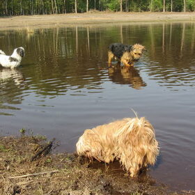 Hondenfoto van liesbeth,Turbo,Luna, Levi en Faith