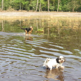 Hondenfoto van liesbeth,Turbo,Luna, Levi en Faith