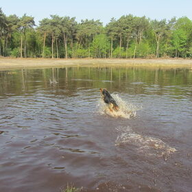Hondenfoto van liesbeth,Turbo,Luna, Levi en Faith