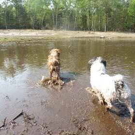 Hondenfoto van liesbeth,Turbo,Luna, Levi en Faith